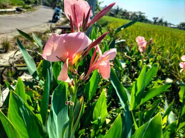 Pembe nilüfer çiçeğinin tropik bir bahçede açtığı yakın plan görüntüsü. Seçici odak.