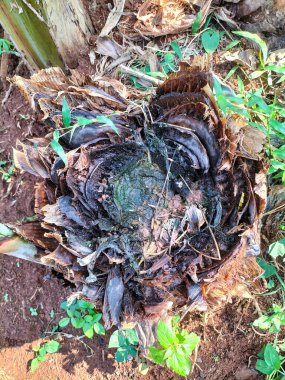 Seçici odaklanma. Ölü bir muz ağacı dilimi, doğada bulunan çeşitli ahşap dokuları ve gizli güzellikleri ortaya çıkarıyor. Yakın plan..