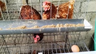 Görüntü. Kümeste tavuklar. Kümeste tavuk yumurtası. Endonezya 'daki tavuk çiftliği. Yumurta fabrikası tarımsal tavuk çiftliği.