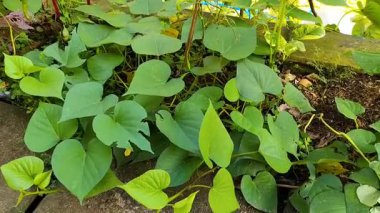 Bahçede yetişen koyu yeşil yapraklı tatlı patates yumrusunun videosu. Ipomoea yarasaları genellikle tropik iklimlerde yetişen kalp şeklinde bitkilerdir..