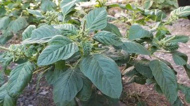 Bahçedeki yemyeşil ve taze ıspanak bitkilerinin manzarası. Endonezya 'daki yabani ıspanak bitkisinin çiçek ve yaprakları. Sebze ve sağlıklı. Görüntü.