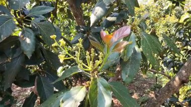 Avokado çiçekleri avakado ağaçlarında yetişen küçük, yeşilimsi sarı çiçeklerdir.. 