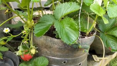 Çiftlikteki bitkilerden sarkan kırmızı çilekler. Görüntü.