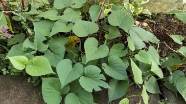 Dosyalanmış yeşil patates yapraklarının yakın görüntüsü. Endonezya.