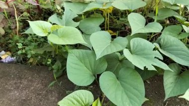 Dosyalanmış yeşil patates yapraklarının yakın görüntüsü. Endonezya.