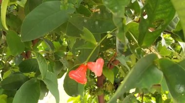 Arka bahçedeki bir ağaçtan taze gül elması veya su elması (Syzygium aqueum). Tropikal meyveler olgunlaştı ve yeşil yapraklarla çevrili olarak hasat zamanı geldi. Video.