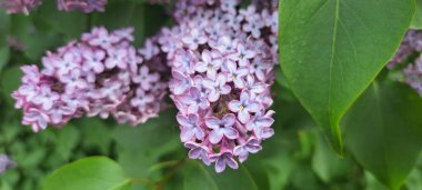 Bahçedeki güzel leylak çiçekleri