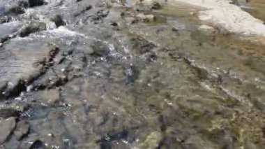 Ormanın yanındaki derede.