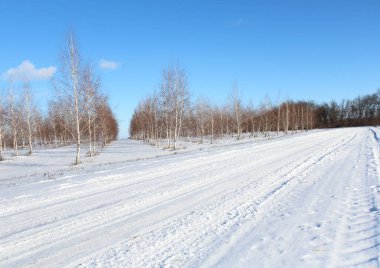 Genç huş ağaçları ve mavi gökyüzü