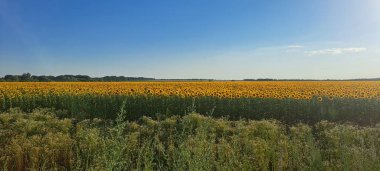 Ayçiçeği alan ve gökyüzü