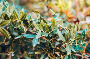 Yakın çekim yerleştir.