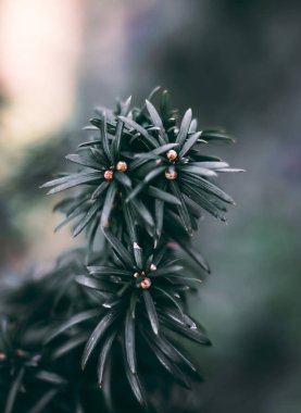 Yakın çekim yerleştir.