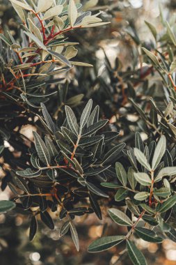 Yakın çekim yerleştir.