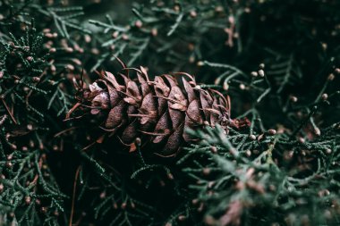 Yakın çekim yerleştir.