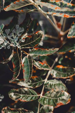 Yakın çekim yerleştir.