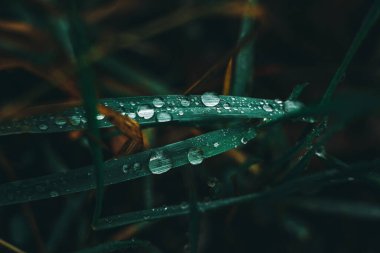 Yakın çekim yerleştir.