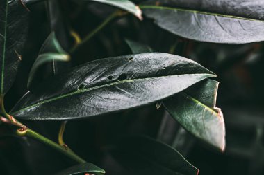 Yakın çekim yerleştir.