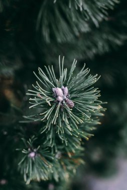 Yakın çekim yerleştir.