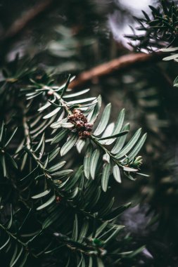 Yakın çekim yerleştir.