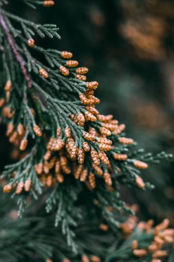 Yakın çekim yerleştir.