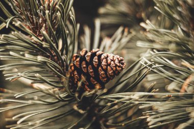 Yakın çekim yerleştir.