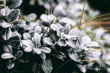 Yakın çekim yerleştir.