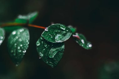 Yakın çekim yerleştir.