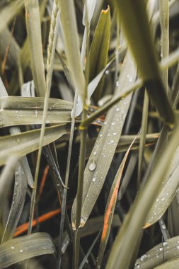 Yakın plan Bitki Çiçeği Flora Doğayı Bırakıyor