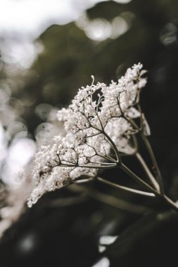 Yakın plan Bitki Çiçeği Flora Doğayı Bırakıyor