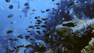 Koh Tao 'daki dalgıç yumuşak mercanlar üzerinde yüzer, küçük balıkları gözlemler, ve doğanın harikaları 4k yüksek kalite