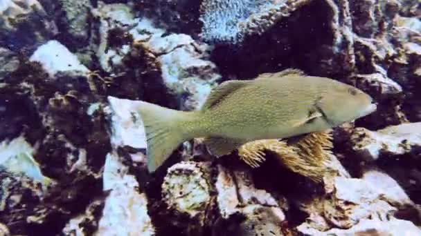 Υπέροχο Grouper Ψάρια Κύκλους Δύτες Στον Ύφαλο Στο Μπλε Ωκεανό — Αρχείο Βίντεο