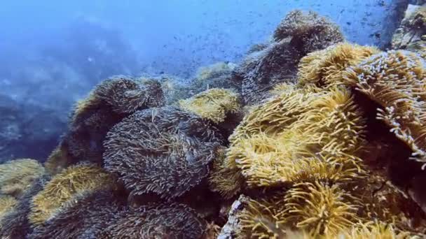 Mercanlar Palyaço Balıklarıyla Inanılmaz Bir Sualtı Dünyası Nefes Kesici Renklerle — Stok video