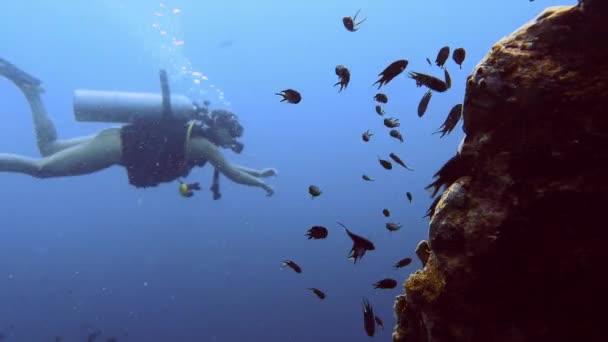 Primo Piano Una Piccola Immersione Pesce Mentre Subacqueo Può Essere — Video Stock