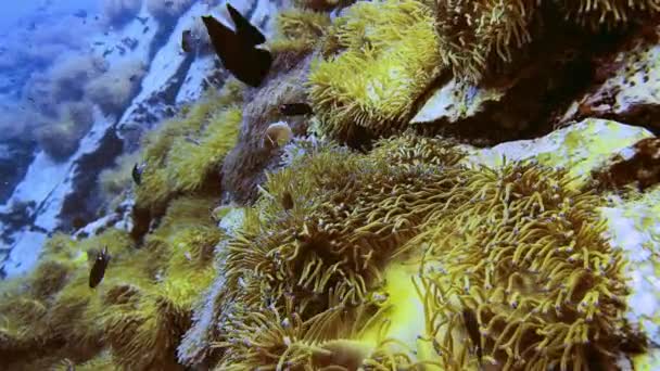サンゴ礁4Kを守る怒っているアネモネフィッシュのクローズアップ — ストック動画