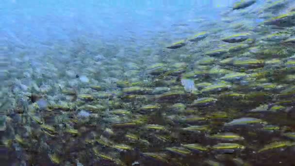 Dalış Eğitmeninin Baktığı Bir Balık Sürüsünün Üzerinde Yüzen Bir Dalgıç — Stok video