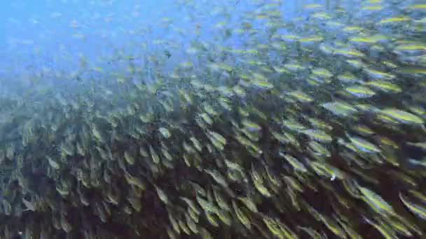 水中魚学校 高品質 何千匹もの魚がダイバーに向かって泳いでいます — ストック動画