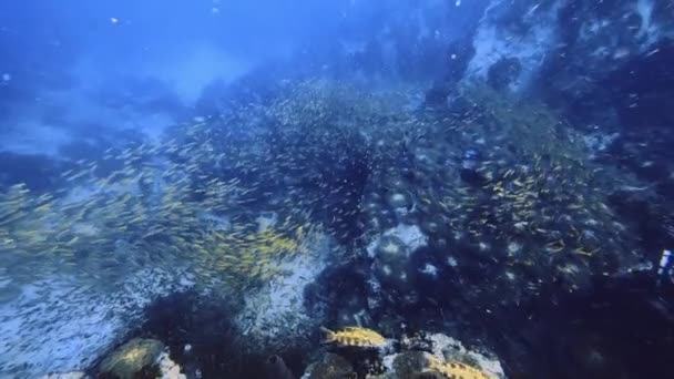 Encounter Breathtaking School Yellow Fish While Scuba Diving High Quality — Stock Video