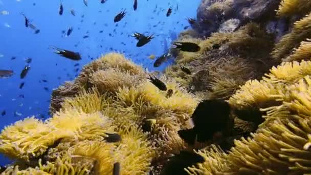 Pesce Nero Piccolo Pesce Anemone Subacqueo Scogliera Background — Video Stock
