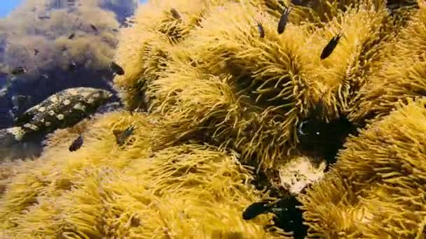 Подводное Плавание Рыбой Анемонами Красивое Место Полное Анемонов Высокого Качества — стоковое видео