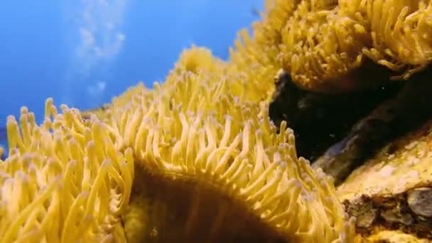 4K质量的潜水在珊瑚礁和大量鱼类之间 背景中的潜水员制造气泡 — 图库视频影像