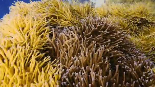 Buceo Mar Tropical Lugar Mágico Con Peces Anémonas Corales — Vídeo de stock
