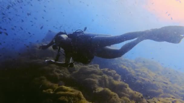 Schönes Tauchmädchen Das Eine Fischschule Schwimmt Hintergrund Voller Anemonen Hohe — Stockvideo