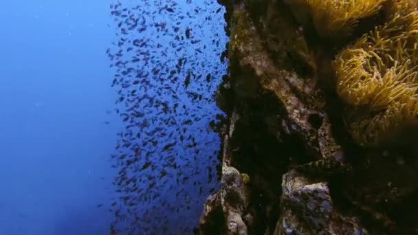 Yüksek Kalitede Küçük Balıklar Aynı Anda Yatay Resif Kayalıklarında Hareket — Stok video