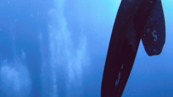 4Kの水中でフィンウェットスーツナイフが付いている水中スキューバダイバー装置 — ストック動画