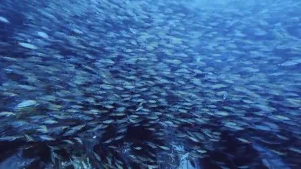 Peixe Alta Qualidade Enxame Oceano Azul — Vídeo de Stock