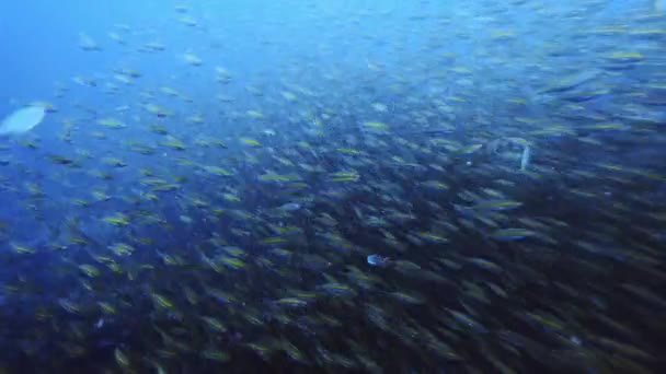Fish School Blue Water High Quality — Stock Video