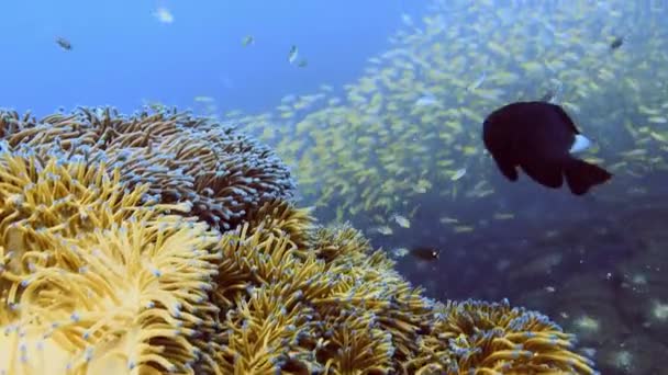 Marine Life Wonders Full Fish Corals High Quality — Stock Video