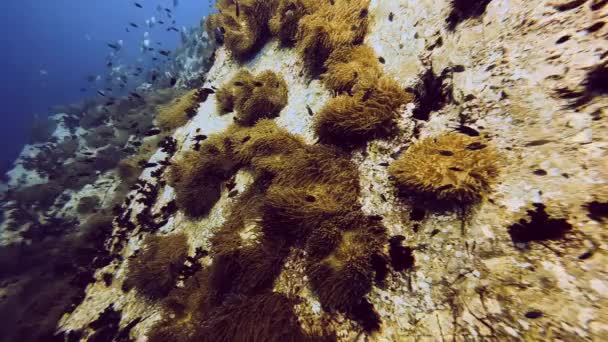 在高涛的一个布满珊瑚的海床上滑行 — 图库视频影像