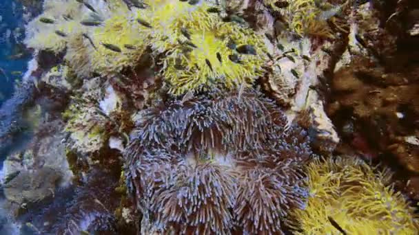 Corales Peces Anémona Océano Azul Alta Calidad — Vídeo de stock