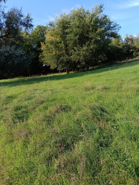 Ormanda bir ağacı olan güzel bir manzara.